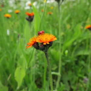 Photographie n°2199010 du taxon Pilosella aurantiaca (L.) F.W.Schultz & Sch.Bip. [1862]