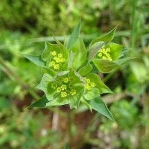 Photographie n°2199048 du taxon Bupleurum baldense Turra [1764]