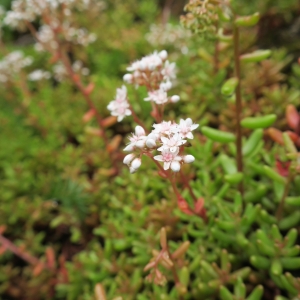 Photographie n°2199054 du taxon Sedum album L.