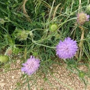 Photographie n°2199078 du taxon Knautia arvensis (L.) Coult. [1828]