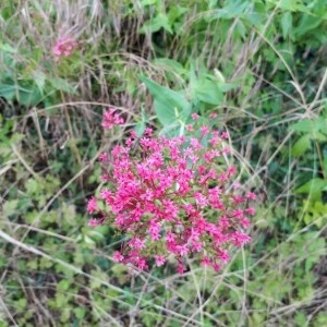 Photographie n°2199085 du taxon Centranthus ruber (L.) DC. [1805]