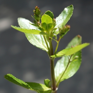 Photographie n°2199124 du taxon Veronica beccabunga L. [1753]