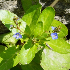 Photographie n°2199138 du taxon Veronica beccabunga L. [1753]