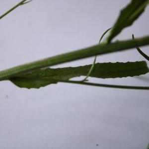 Photographie n°2199161 du taxon Campanula rapunculus L. [1753]