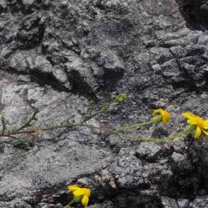 Photographie n°2199169 du taxon Senecio gallicus Vill. [1786]