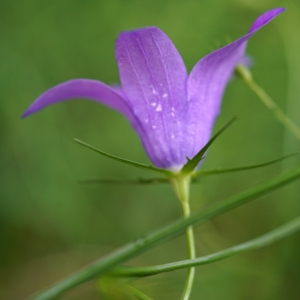 Photographie n°2199183 du taxon Campanula patula L. [1753]