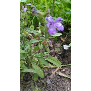 Salvia viridis var. violacea Benth. (Sauge verte)