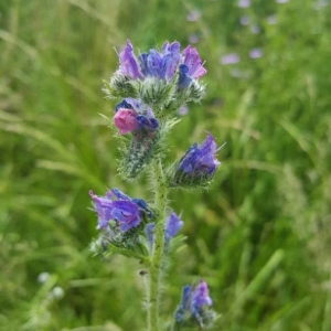 Photographie n°2199265 du taxon Echium vulgare L. [1753]