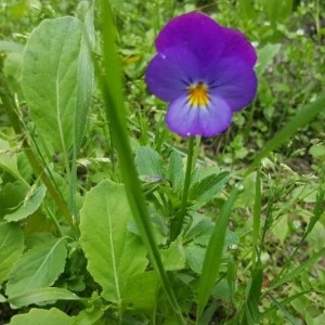 Photographie n°2199293 du taxon Viola tricolor L. [1753]