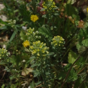 Photographie n°2199299 du taxon Alyssum alyssoides (L.) L. [1759]