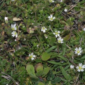 Photographie n°2199319 du taxon Cerastium fontanum Baumg. [1816]