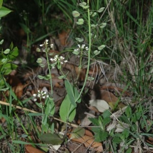 Photographie n°2199320 du taxon Microthlaspi perfoliatum (L.) F.K.Mey.