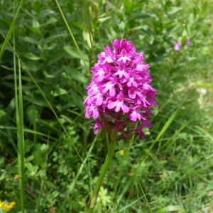 Photographie n°2199326 du taxon Anacamptis pyramidalis (L.) Rich. [1817]