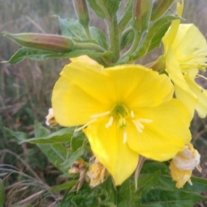 Photographie n°2199343 du taxon Oenothera biennis L. [1753]