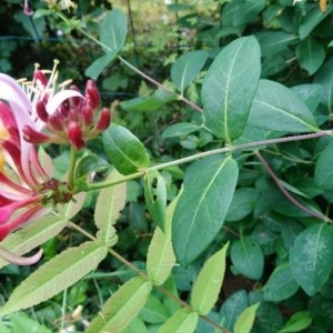 Photographie n°2199352 du taxon Lonicera periclymenum L. [1753]