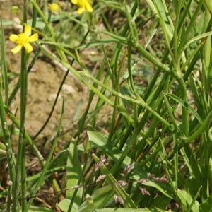 Photographie n°2199357 du taxon Ranunculus flammula L. [1753]