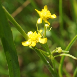 Photographie n°2199361 du taxon Ranunculus flammula L. [1753]