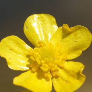 Photographie n°2199371 du taxon Ranunculus flammula L. [1753]