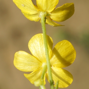 Photographie n°2199372 du taxon Ranunculus flammula L. [1753]