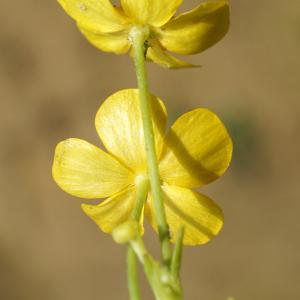 Photographie n°2199373 du taxon Ranunculus flammula L. [1753]