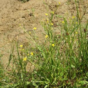 Photographie n°2199376 du taxon Ranunculus flammula L. [1753]