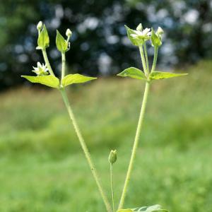 Photographie n°2199405 du taxon Myosoton aquaticum (L.) Moench [1794]