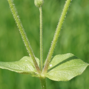 Photographie n°2199407 du taxon Myosoton aquaticum (L.) Moench [1794]