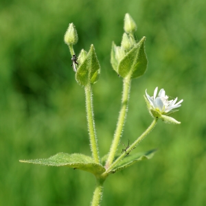 Photographie n°2199409 du taxon Myosoton aquaticum (L.) Moench [1794]