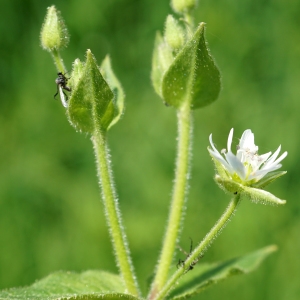 Photographie n°2199410 du taxon Myosoton aquaticum (L.) Moench [1794]