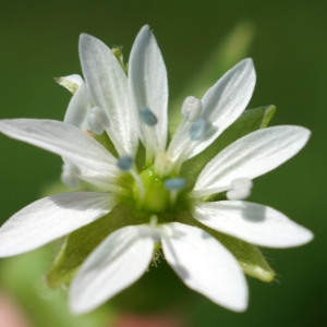 Photographie n°2199412 du taxon Myosoton aquaticum (L.) Moench [1794]