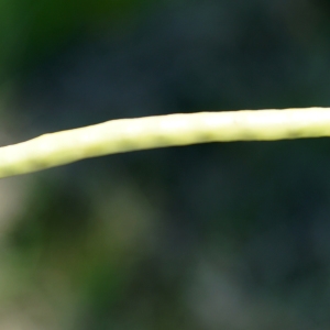 Photographie n°2199491 du taxon Brassica napus L. [1753]