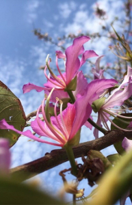 Tomaselli NINO, le 13 mai 2018 (Taormina)