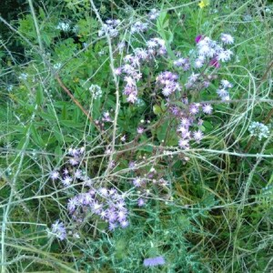 Photographie n°2199530 du taxon Pericallis echinata (L.f.) B.Nord. [1978]