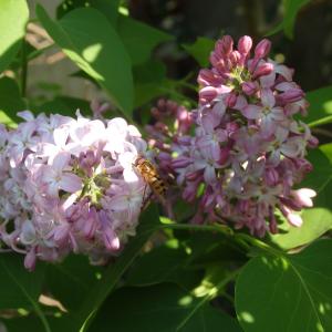  - Syringa vulgaris L.