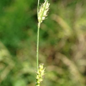 Photographie n°2199729 du taxon Carex hirta L. [1753]