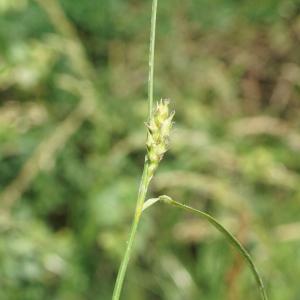Photographie n°2199732 du taxon Carex hirta L. [1753]