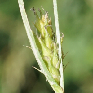 Photographie n°2199735 du taxon Carex hirta L. [1753]