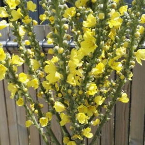 Photographie n°2199748 du taxon Verbascum thapsus L. [1753]