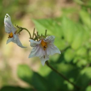 Photographie n°2199751 du taxon Solanum tuberosum L. [1753]
