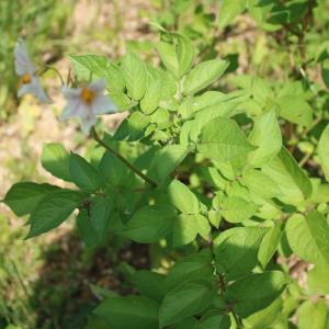 Photographie n°2199753 du taxon Solanum tuberosum L. [1753]