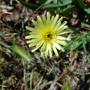 Photographie n°2199754 du taxon Urospermum dalechampii (L.) Scop. ex F.W.Schmidt [1795]