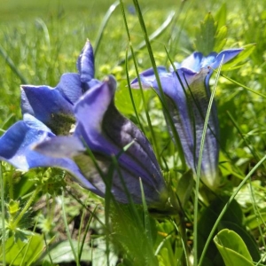 Photographie n°2199757 du taxon Gentiana acaulis L. [1753]