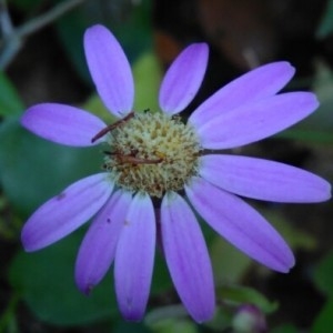 Photographie n°2199791 du taxon Pericallis echinata (L.f.) B.Nord. [1978]