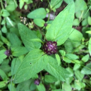 Photographie n°2199877 du taxon Prunella vulgaris L. [1753]