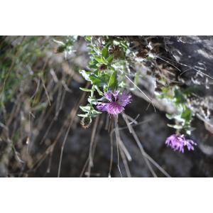 Centaurea jordaniana subsp. balbisiana (Soldano) Kerguélen (Centaurée de Balbis)