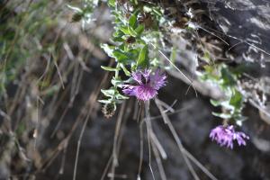 Anonyme, le  1 juin 2018 (Dolcedo (cros d'utelle vallee vesubie))