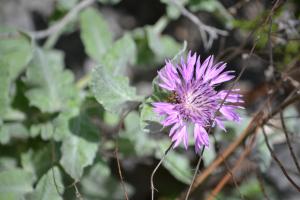 Anonyme, le  1 juin 2018 (Dolcedo (cros d'utelle vallee vesubie))