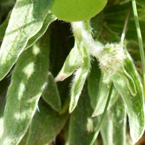 Photographie n°2200011 du taxon Inula montana L. [1753]