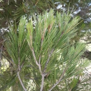 Photographie n°2200017 du taxon Pinus halepensis Mill. [1768]