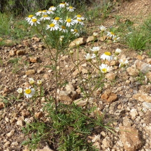 Photographie n°2200018 du taxon Tanacetum corymbosum (L.) Sch.Bip. [1844]